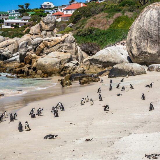 African penguins roam freely on the sunny shores of Boulders Beach, surrounded by large rocks and a vibrant backdrop.