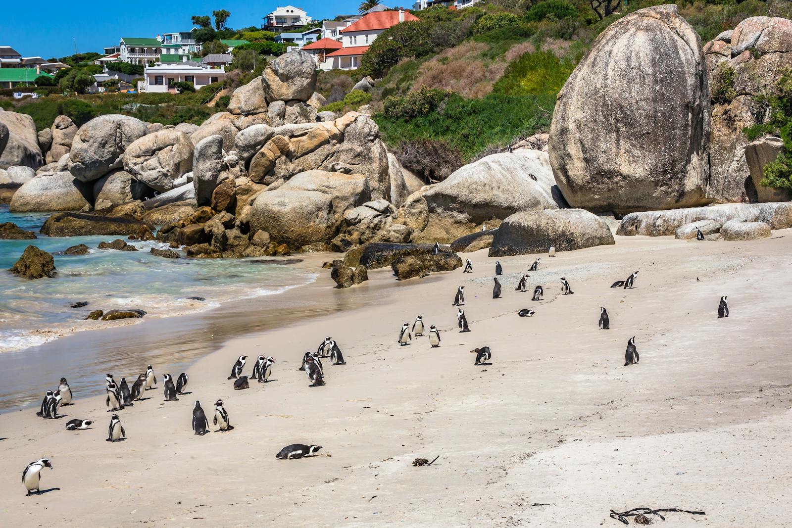 African penguins roam freely on the sunny shores of Boulders Beach, surrounded by large rocks and a vibrant backdrop.