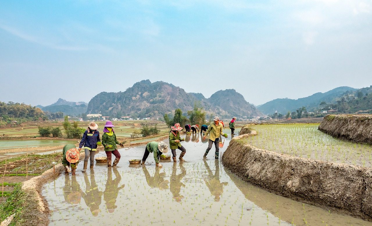 farmers, rice, fields, country, sapa, people, countryside, green, mountain, farmers, farmers, nature, farmers, farmers, farmers, rice, rice, rice, country, country