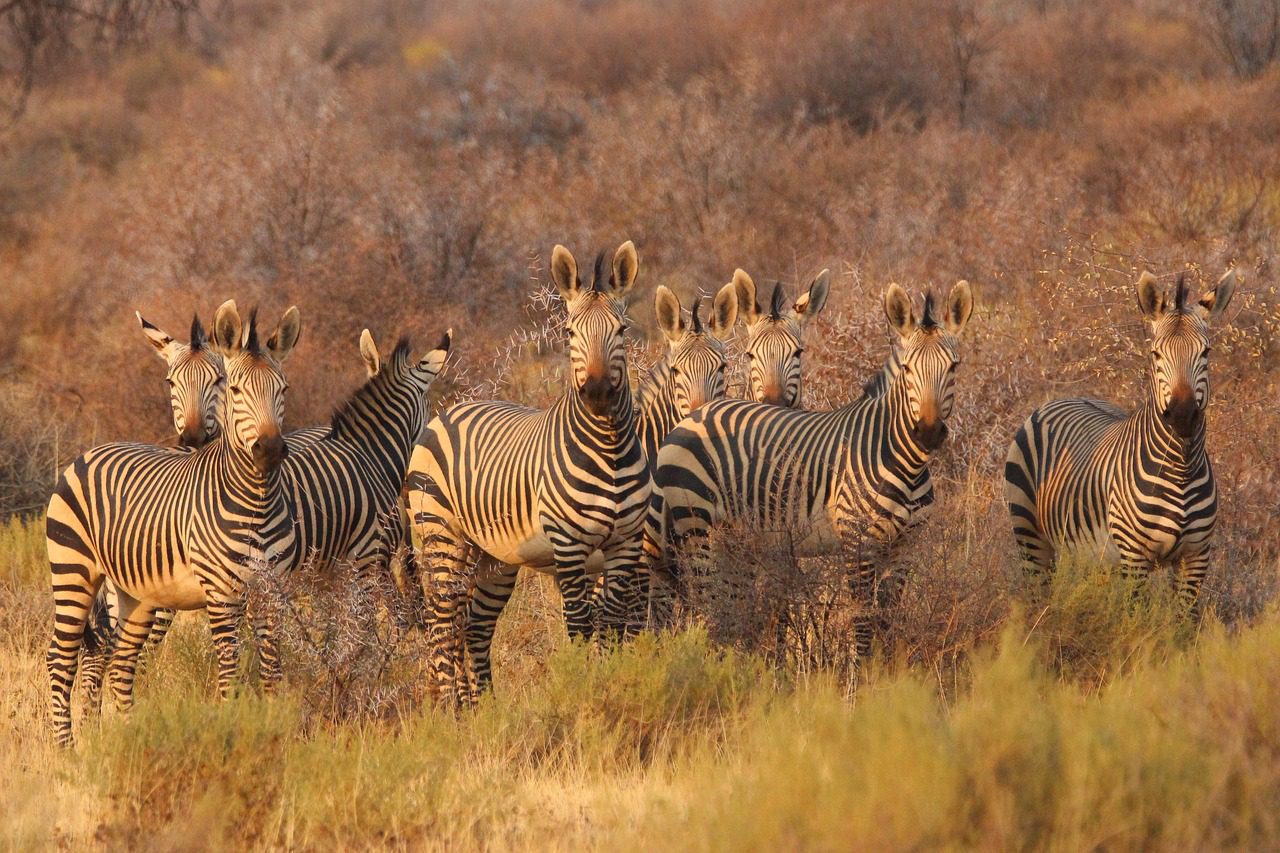 zebras, animals, africa, south africa, namibia, savannah, safari, wildlife, africa, nature, africa, africa, africa, africa, south africa, south africa, south africa, safari, safari